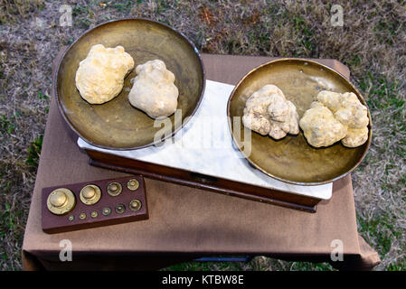 Quelques truffes blanches sur la balance Banque D'Images