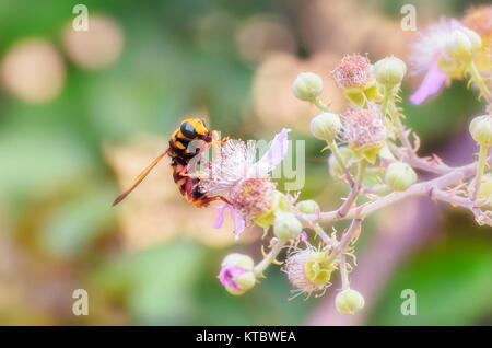 Vespa crabro. European hornet belle fleur, pollinisation des mûriers, en saison estivale. Scène sauvage. Certains bourgeons des plantes encore fermé. Banque D'Images