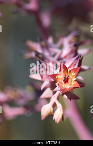 fleurs d'un echeveria gibiflora Banque D'Images