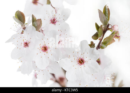 Blüten einer Blutpflaume (Prunus cerasifera Nigra) Banque D'Images