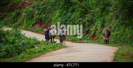 Sapa, Vietnam - Mai 28, 2016. Hmong avec buffles on rural road à Sapa, Vietnam. Sapa est une ville frontière et capitale de la province de Lao Cai Banque D'Images