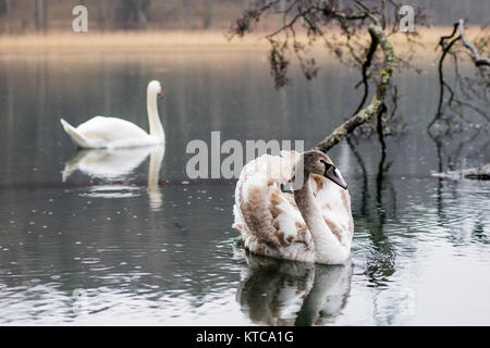Cygne sur le lac un jour de pluie. Oiseaux flottant sur la surface du lac. Temps d'automne Banque D'Images