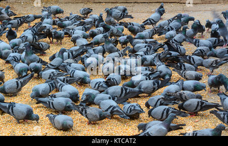 Les pigeons manger du pain sur la place de la vieille ville de Delhi, Inde. Banque D'Images