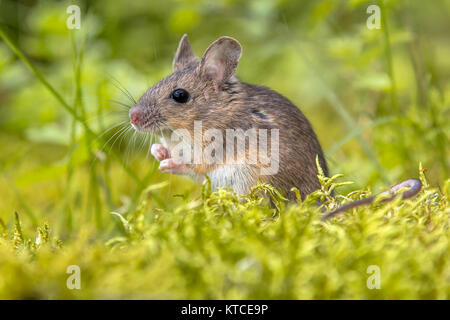 Bois sauvage mignon souris (Apodemus sylvaticus) en mousse verte environnement naturel et à la recherche dans l'appareil photo Banque D'Images