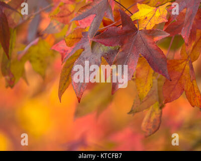 Pourpre aux couleurs vives, rouge et orangée des feuilles d'érable en automne Banque D'Images