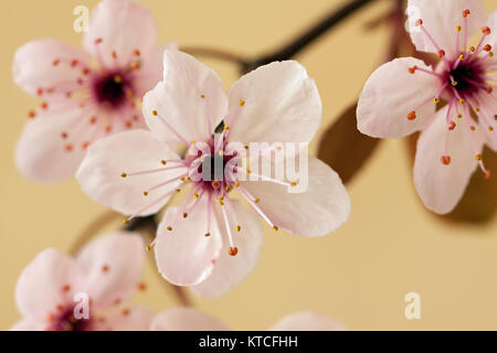 Prunus cerasifera Nigra - Feuilles pourpre Prune à fleurs Banque D'Images