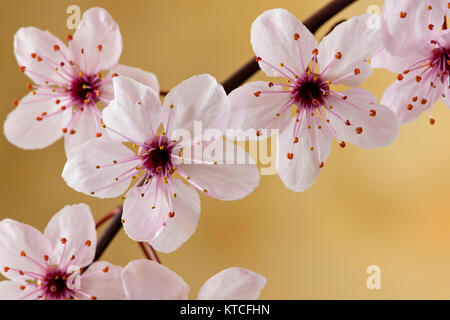 Prunus cerasifera Nigra - Feuilles pourpre Prune à fleurs Banque D'Images