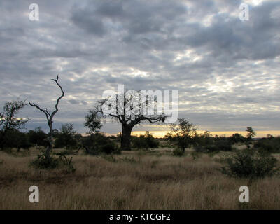 Vue sur Bushveld avec Baobab et ciel nuageux et doux Banque D'Images