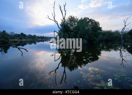 Lac aux reflets nuageux et morts sur l'eau au lac Panic, Afrique du Sud, Parc national Kruger Banque D'Images