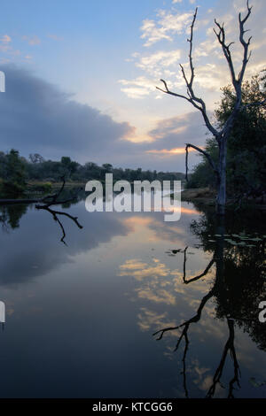 Lac aux reflets nuageux et morts sur l'eau au lac Panic, Afrique du Sud, Parc national Kruger Banque D'Images