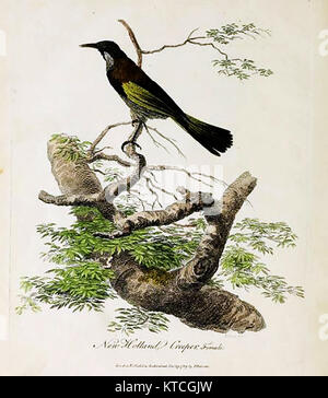 La faune australienne -- une femme New Holland aka rampantes mangeur de miel. Honeysucker ou Fuchsia oiseau (à partir de la ' Journal d'un voyage en Nouvelle Galles du Sud...' ) par John White 1790 Banque D'Images