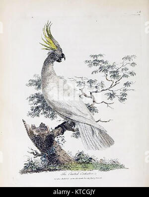 La faune australienne - cacatoès à huppe oiseau - Psittacus Cristatus ou grand cacatoès blanc (à partir de la ' Journal d'un voyage en Nouvelle Galles du Sud...' ) par John White 1790 Banque D'Images