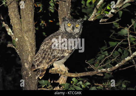 Hibou à pois assis sur la branche d'arbre Banque D'Images