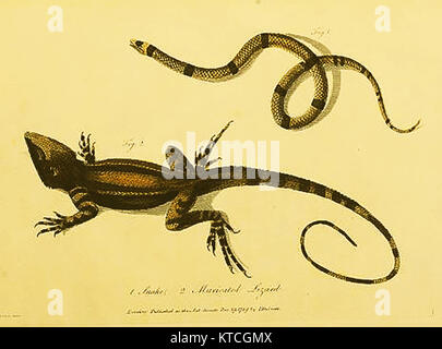 La faune australienne - Muricated lizard et snake(dans ' Journal d'un voyage en Nouvelle Galles du Sud...' ) par John White 1790 Banque D'Images