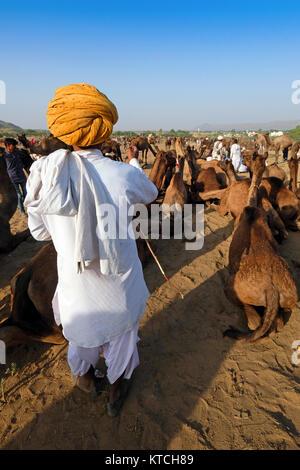 Négociants et à l'élevage de chameaux de Pushkar,Pushkar Fair, Rajasthan, Inde Banque D'Images
