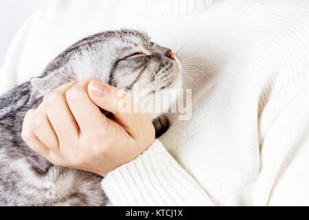 Heureux chaton aime être caressé par la main de femme. Le British Shorthair. Chaton écossais. Banque D'Images