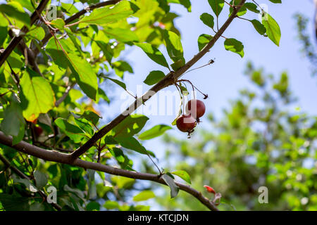 Paradise les pommes qui poussent sur un arbre. Réduire les pommes pommes rouge vif.. Banque D'Images