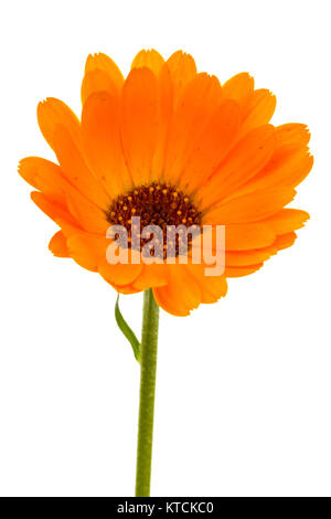 Fleur de calendula, isolé sur fond blanc Banque D'Images