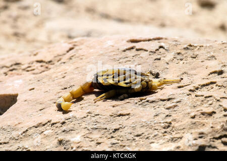C'est scorpion jaune morts ventre vers le haut sur une surface en pierre (Leiurus quinquestriatus) Banque D'Images