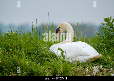 Le Cygne tuberculé Cygnus olor assis sur son nid d'œufs à couver au printemps dans les Pays-Bas Banque D'Images