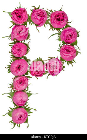 Lettre P Alphabet de fleurs de roses, isolé sur fond blanc Banque D'Images