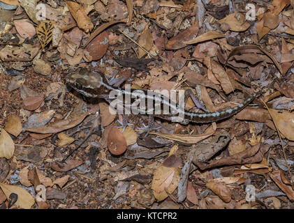Une masse Madagascar Gecko (Paroedura picta) sur le sol de la forêt. Madagascar, l'Afrique. Banque D'Images