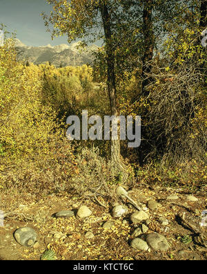 Paysage intime de pierres et d'arbres en automne, les montagnes du parc national de Grand Teton, près de Jackson, États-Unis d'Amérique Banque D'Images