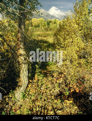 Paysage intime de pierres et d'arbres en automne, les montagnes du parc national de Grand Teton, près de Jackson, États-Unis d'Amérique Banque D'Images