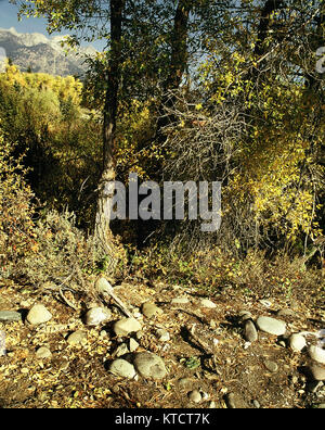 Paysage intime de pierres et d'arbres en automne, les montagnes du parc national de Grand Teton, près de Jackson, États-Unis d'Amérique Banque D'Images