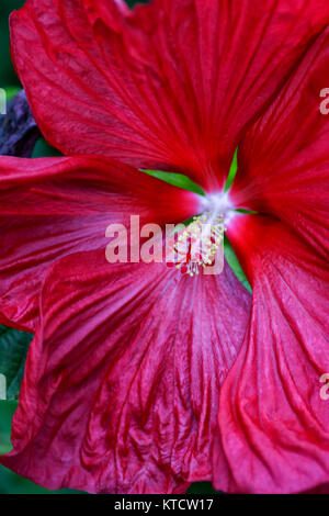 Étamines et les pétales de belles fleurs d'hibiscus, Angleterre, Amérique, west-indies Banque D'Images