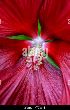 Étamines et les pétales de belles fleurs d'hibiscus, Angleterre, Amérique, west-indies Banque D'Images