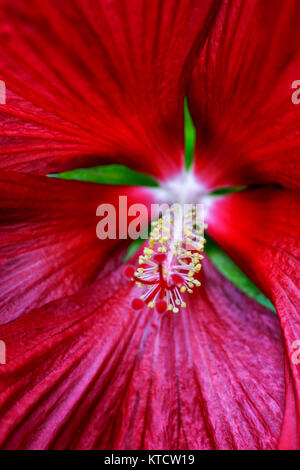 Étamines et les pétales de belles fleurs d'hibiscus, Angleterre, Amérique, west-indies Banque D'Images