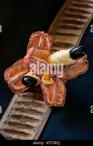 L'ackee jamaïcaine dans pod séché sur fond noir Banque D'Images