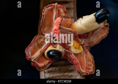 L'ackee jamaïcaine dans pod séché sur fond noir Banque D'Images