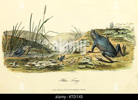 La faune australienne -( l'Australian Blue Frog - aka Blue Green Tree Frog - Litoria caerulea - ou True-blue frog Rana caerulea dans ' Journal d'un voyage en Nouvelle Galles du Sud...' ) par John White 1790 Banque D'Images