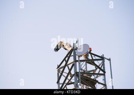 Cigogne blanche sur une antenne de télécommunications dans le droit de l'image avec le bleu du ciel. Image à l'horizontale Banque D'Images