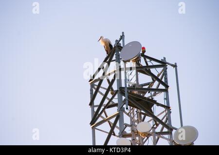 Cigogne blanche sur une antenne de télécommunications dans le droit de l'image avec le bleu du ciel. Image à l'horizontale Banque D'Images