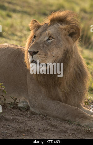 Belle blonde de la crinière d'un lion couché de soleil et la fierté des marais dans la lumière du soleil tôt le matin en attendant que son partenaire de sexe féminin d'accepter de second de la Masa Banque D'Images