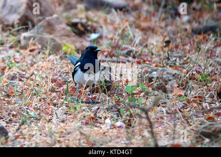 Magpie Oriental-robin ou Copsychus saularis Banque D'Images