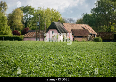 Une récolte de plantes de fève dans la culture des fleurs dans un champ avec un cottage rose en arrière-plan Banque D'Images