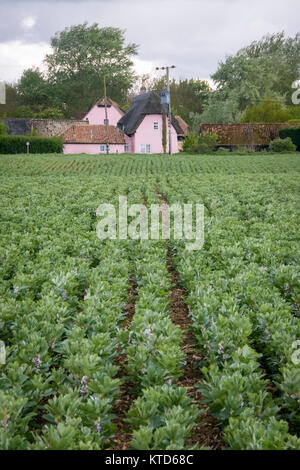 Une récolte de plantes de fève dans la culture des fleurs en rangées dans un champ avec un cottage rose en arrière-plan Banque D'Images