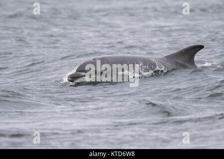 Grand dauphin (Tursiops truncatus) natation / surf dans le Moray Firth, Chanonry Point, Ecosse, Royaume-Uni Banque D'Images