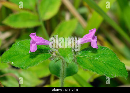 Clinopodium vulgare - Basilic sauvage herbe avec deux fleurs Banque D'Images