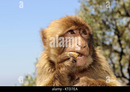 Macaque de Barbarie (Macaca sylvanus) Gibraltar. Macaque de Barbarie (Macaca sylvanus) aussi connu sous : Barbary ape et rock singe. Macaques de Barbarie (Macaca sylva Banque D'Images