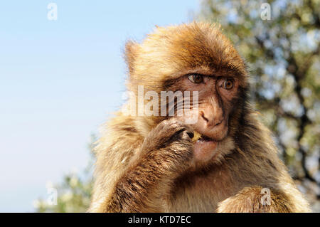 Macaque de Barbarie (Macaca sylvanus) Gibraltar. Macaque de Barbarie (Macaca sylvanus) aussi connu sous : Barbary ape et rock singe. Macaques de Barbarie (Macaca sylva Banque D'Images