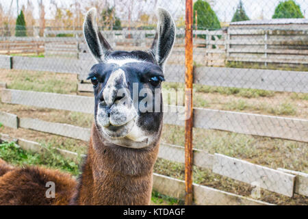 Portrait d'un lama. Lama ressemble à l'appareil photo est derrière une clôture Banque D'Images