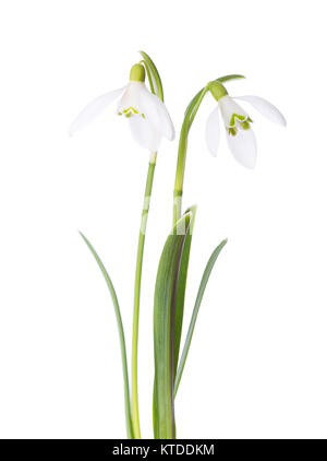 Deux fleurs snowdrop isolé sur fond blanc. Banque D'Images