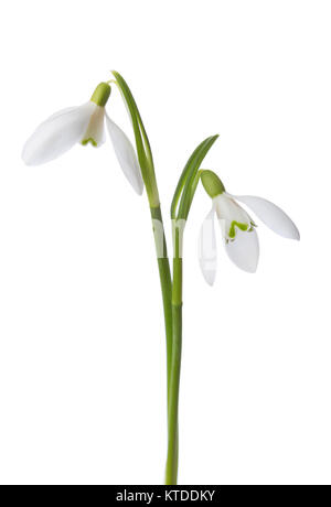 Deux fleurs snowdrop isolé sur fond blanc. Banque D'Images