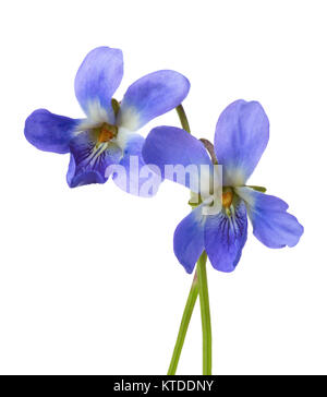 Deux des premières fleurs de printemps ( Viola odorata) isolé sur fond blanc. Profondeur de champ. Focus sélectif. Banque D'Images