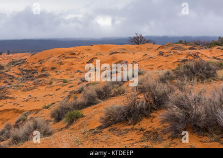 Matin ciel couvert à Coral Pink Sand Dunes State Park, Utah, USA Banque D'Images